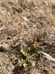 Sanicula bipinnatifida