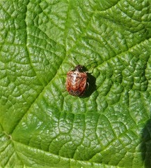 Cosmopepla intergressa