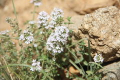 Thymus transcaucasicus