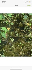 Nerodia fasciata image