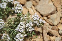 Thymus transcaucasicus