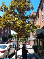 Magnolia grandiflora