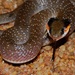 Herald Snakes - Photo (c) BERNARD, some rights reserved (CC BY-NC-SA)