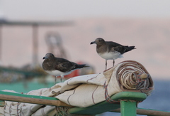 Ichthyaetus hemprichii