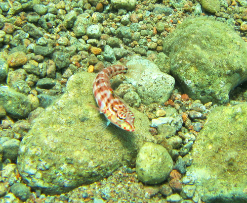 Redspotted grubfish (Parapercis schauinslandii) — Pinguipedidae — 3
