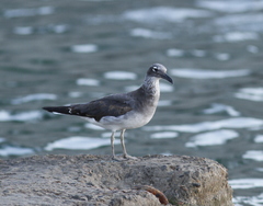 Ichthyaetus leucophthalmus