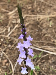 Verbena simplex