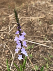 Verbena simplex
