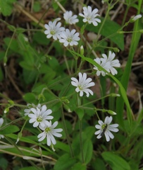 Cerastium sylvaticum