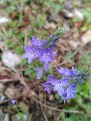 Veronica orsiniana