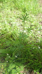 Galium sylvaticum