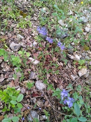 Veronica orsiniana
