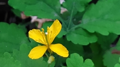 Chelidonium majus