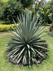 Agave tequilana
