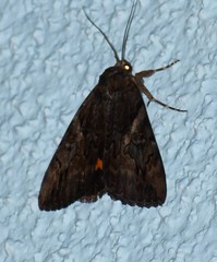 Catocala muliercula