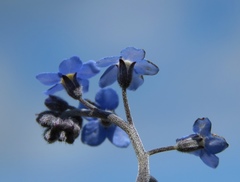 Myosotis decumbens