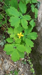 Chelidonium majus