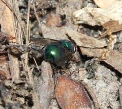 Lucilia illustris