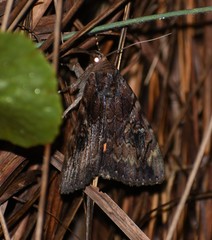 Catocala muliercula
