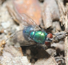 Lucilia illustris
