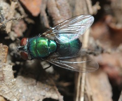 Lucilia illustris