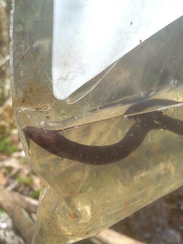 One-toed Amphiuma