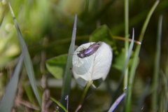 Athous haemorrhoidalis