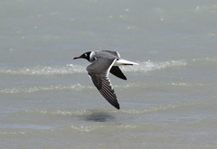 Ichthyaetus leucophthalmus