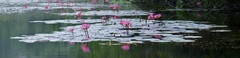 Nymphaea pubescens