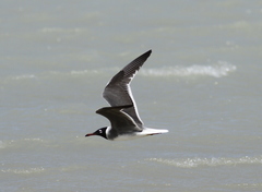 Ichthyaetus leucophthalmus