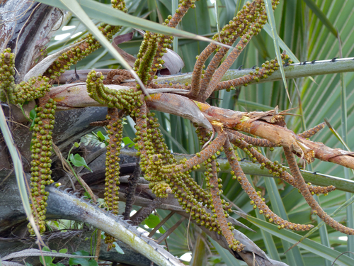 Ilala palm