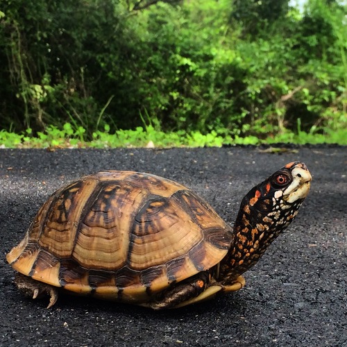 Three-toed Box Turtle, Mississippi, US, photo 6 of 10