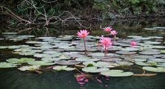 Nymphaea pubescens