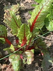 Beta vulgaris vulgaris