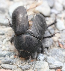 Geotrupes blackburnii