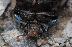 Geotrupes blackburnii