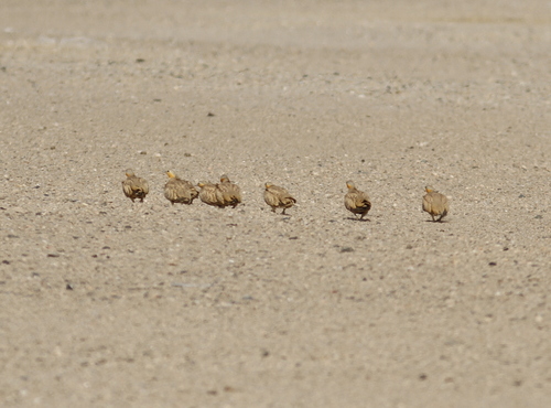 Pterocles senegallus