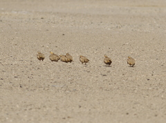 Pterocles senegallus