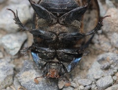 Geotrupes blackburnii