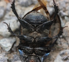 Geotrupes blackburnii