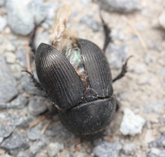 Geotrupes blackburnii