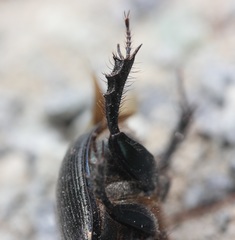 Geotrupes blackburnii