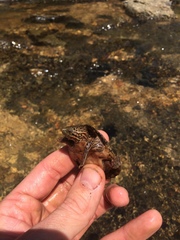 Sternotherus peltifer