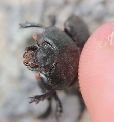 Geotrupes blackburnii