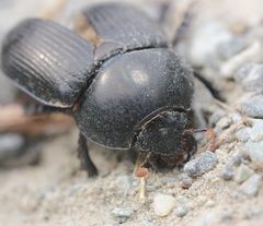 Geotrupes blackburnii