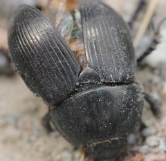 Geotrupes blackburnii