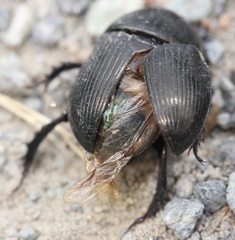 Geotrupes blackburnii
