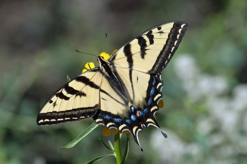 Western Tiger Swallowtail, photo 4 of 10