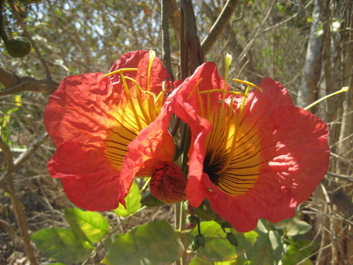 magnifica (Fernandoa magnifica)