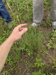 Bothriochloa hybrida